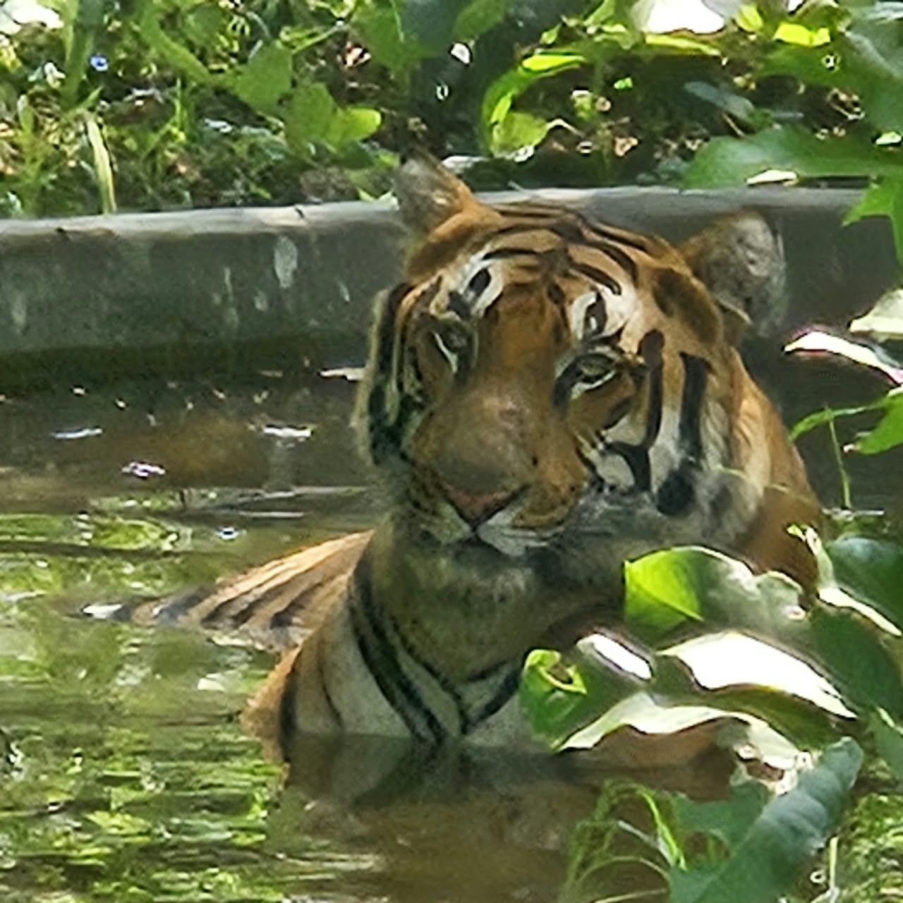 Educational Visit to Jungle Safari, Naya Raipur